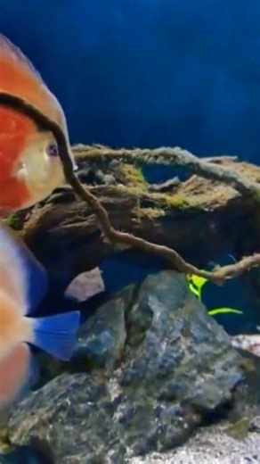 Blue Rim Red Cover Discus ©️ Anjan #fish #discusfish