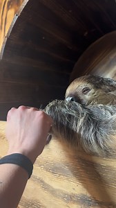 Have you ever wanted to pet and feed a sloth? We offer sloth encounters where you get to do just that! Willow and Mo are very sweet and always happy to have their snacks hand delivered. Visit www.texaswildlifepark.com or call us at 830-928-9353 to reserve your tour. Please remember, we are by appointment only, so be sure to book in advance. We do not offer refunds for cancellations. Tours may be rescheduled at no additional cost if arranged at least 48 hours before your scheduled visit. Reschedu