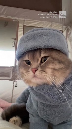 It’s not for everyone. #TheWeatherChannel #camping #camp #funny #animal #cat #weathertok #weatherchannel #pet
