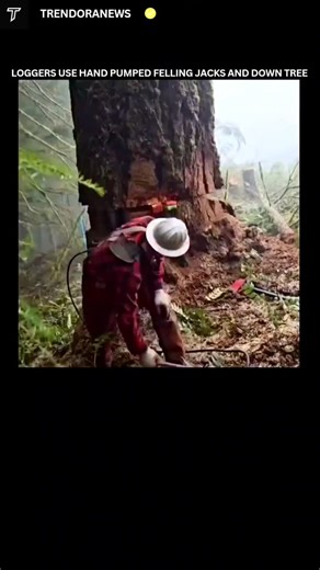 TrendoraNews on Instagram: "Follow me us @trendoranews new content or post and enjoy. Felling large timber often requires more than a chainsaw and a good notch. When a tree has heavy back lean or unpredictable weight distribution, loggers turn to a hand pumped felling jack to safely guide its fall. This compact hydraulic tool is inserted into a cut in the trunk and activated with steady pumps, creating controlled lift that shifts the tree’s balance. The felling jack allows workers to influence t