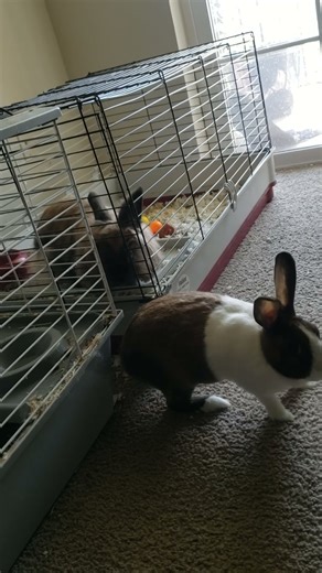 “Drama in the Bunny House 😭🐇”#BunnyDrama #LionheadBunny #DutchBunny #FunnyBunnies #BunnyLife