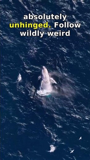 Top 5 animals with the most insane repro