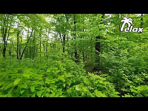 Nature Sounds of the Spring Forest - Relaxing Bird Sounds - 8 hours Sleep and Relaxing