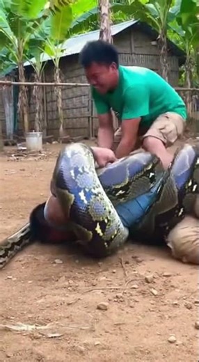 Python Wraps Around Him… Seconds From Disaster