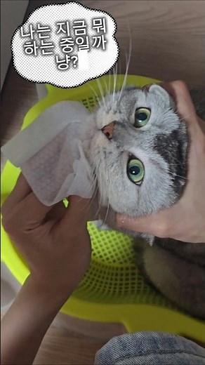 고양이 턱드름 관리 | 집에서 안전하게 닦아주는 방법 #고양이턱드름 #고양이케어 #고양이건강 #냥스타그램 #고양이숏츠 #집사꿀팁 #반려묘관리 #퀸퀸퀸월드