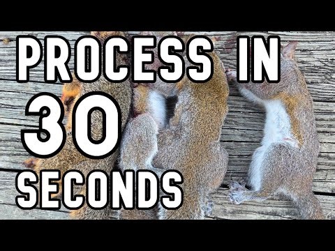 The fastest way to skin a squirrel