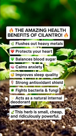  THE AMAZING HEALTH BENEFITS OF CILANTRO!  “The All-Around Detox Herb Your Body’s Been Begging For!” Think cilantro is just a garnish? Think again. This tiny green powerhouse CLEANS, PROTECTS, and REVIVES your whole body: Add it to your meals daily and watch your body thank you! #CilantroPower #NaturalDetox #HealingFoods #HolisticHealth #WellnessJourney #SuperHerb #EatForHealing #HealthyLiving #NatureHeals #ViralHealthTips | Mindblast DAILY | Facebook