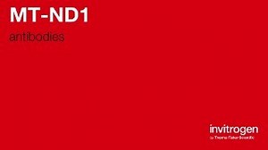 MT-ND1 antibodies from Thermo Fisher Scientific