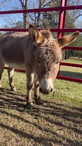 Possum 🤗 | Rocking R Ranch and Rescue, Inc.
