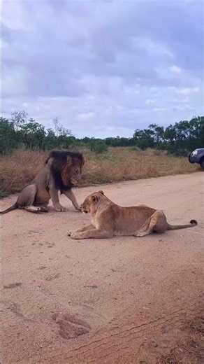 The King and the Queen spending time together 🥰 #lion #lioness #lionking #shorts