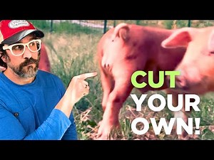 How We Castrate Piglets (The Science Explained)