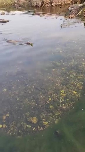 Caption this snake flying like a bird 😳 . . #reels2024 #reelstrending #reelsinsta #snakes #snakeplant #snake #snakerescue #reels #flying #flyfishing #cr7 #CR1 | Nazeer Shaikh