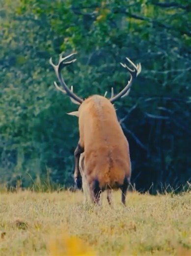 Wild Animal Moments: Nature's Unscripted Drama