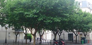 Quel est cet arbre dans ma ville ? Le mûrier blanc, l’arbre nourricier du ver à soie