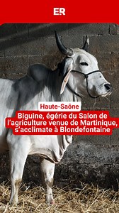 Tous les yeux seront rivés sur elle du 21 février au 1er mars lors du Salon de l’agriculture à Paris. Biguine, une vache brahmane originaire de Martinique, a été choisie comme égérie de l’événement. Une grande première pour une race d’Outre-mer et un éleveur martiniquais. Depuis quelques semaines, elle est arrivée en Haute-Saône. | L'Est Républicain