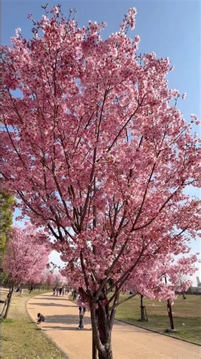 今週末は舎人公園1000本桜まつりへ🌸 #お花見 #桜 #舎人公園