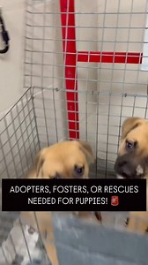 🚨ADOPTERS, FOSTERS OR RESCUES NEEDED FOR PUPPIES We have 5, German Shepherd mixed puppies that are 11 weeks old that need help ASAP! They tested positive for ringworm and are receiving great care from our team, but additional assistance is needed. These puppies can go to different homes and we provide fosters ALL the supplies needed to take care of them. Can you help us find adopters, fosters or rescues that can support these puppies? 🚨 Apply to adopt or foster here: https://www.pasadenatx.gov