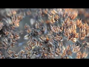 Micro NIKKOR 60mm f/2.8G ED Lens Test