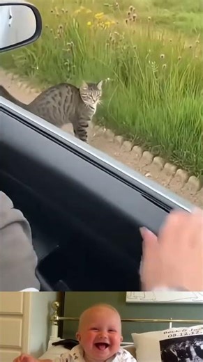 Cat Drops Its Hunt And Gives The Angriest Stare Eve 😱 | #youtubeshorts #shorts