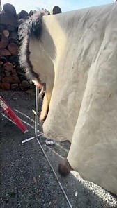 Step by step to tan your own hides!! #smallbusiness #jeremyandsonshideandfur #hidetanning #diy