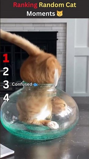 Ranking Random Cat Moments 😂 #cat #catvideos