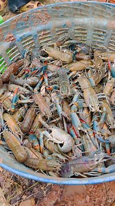 មេបាពូជន៍ល្អៗ តេលេក្រាម 0976535726 | កសិដ្ឋានចិញ្ចឹមបង្កង ឆេងហ៊ាង