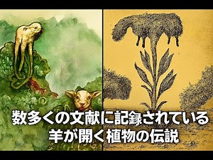 羊が育つ伝説の植物 - バロメッツ-