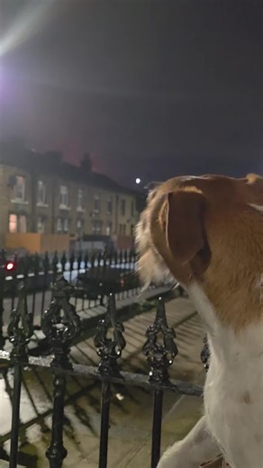Engaging Dog Catches Fireworks in Playful Moments