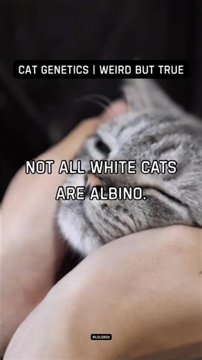 Not all white cats are albino. Most have pigment genes switched off.