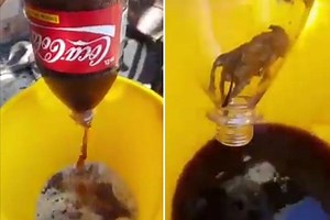 Man finds ‘rotting dead MOUSE in bottle of coke’ in vile video