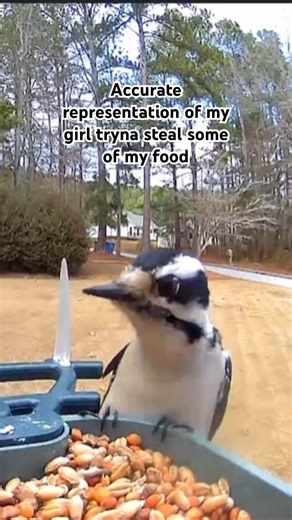 How it be sometimes #funny #birds #animals #explore #cute #love #couple #shorts #trending #lol #fyp