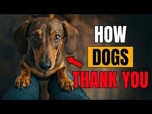 10 Heartwarming Ways Your Dog Says “Thank You”