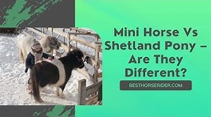 Mini Horse Vs Shetland Pony Are They Different?