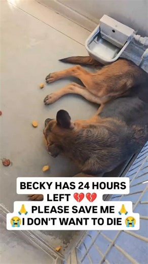 Animal Care Souls🙏 on Instagram: "🚨 BECKY’S FINAL HOURS — EUTHANASIA IN 24 HOURS 🚨 Becky is a beautiful, gentle mama who gave birth to 8 precious babies just one month ago. She should be nursing them, protecting them, and watching them grow… but instead, Becky is fighting for her life. 💔 During labor, Becky suffered a severe postpartum complication known as acute uterine infection (metritis) combined with calcium depletion and internal inflammation. This condition left her too weak to stand,