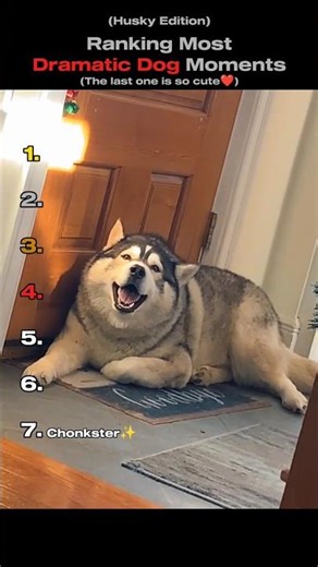 Ranking Most Dramatic Dog Moments!😭 (You Won't Believe No.1) #shorts