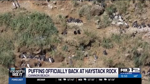 Puffins officially back at Haystack Rock