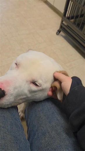 🐾 Still Waiting… and Truly One of a Kind 🐾 Poor Miso still hasn’t had any interest yet, and honestly, people are missing out in a big way. This boy is truly something special — sweet, handsome, and incredibly intelligent, with so much love to give. ✨ Miso adores people of all ages and thrives on human connection. Because he doesn’t quite realize how big and solid he is, he would do best with older children who can appreciate his enthusiastic, affectionate hugs. He does amazing when meeting new