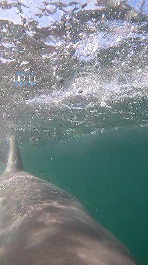Great White Shark Investigating Gently #greatwhite #greatwhiteshark #shark GoPro | White Shark Ocean