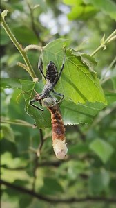 Wheel Bug nymph feeds on Elm Sawfly larva