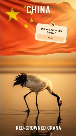 China’s National Bird 🇨🇳🕊️ | The Red-Crowned Crane #china #nationalbird