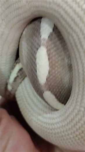 Mystic Special Het Monsoon female Ball Python #ballpython #mystic #mysticmountain #special