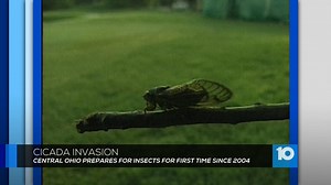 10 facts you didn't know about cicadas