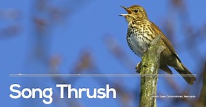It's time for round 4 of our search for the best birdsong as we count down to this year's #DawnChorusDay on Sunday, May 2nd! 📣 Round 4 - song thrush vs nightingale 📣 Song thrush - A very melodic and rich song. This species has been in steep decline, although still one you can hear regularly. It sings in phrases and usually repeats each phrase three times! Nightingale - One of the richest birds songs about. They nest in very thick vegetation, and will often sing when it’s dark - hence the name!