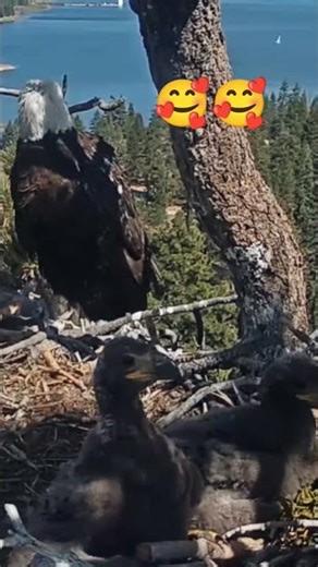 ​A Rare Glimpse into the Eagle’s Nest! 🦅#eaglecam #BBVEAGLE