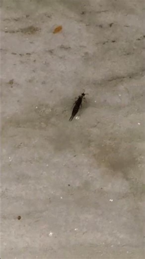 earwig (order Dermaptera). #viral#shorts#new#insect#video#reels#zoo#art #insectsrule#artist #buglife