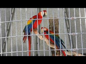 Scarlet Macaws Screaming and Fighting