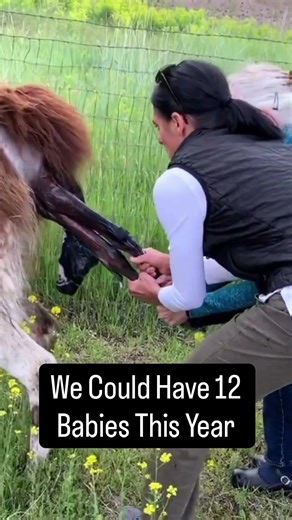 Pack Llamas For Sale