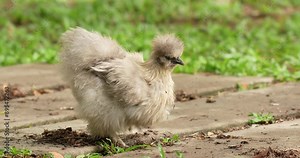 Chinese Silkie Chicken is a breed of chicken named for its atypically fluffy plumage, which is said to feel like silk and satin. High definition shot at 4K video footage. Stock Video