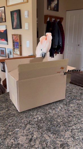 Barney the West Coast Cockatoo on TikTok