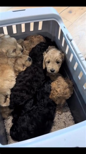 Warning: Post-bath cuddle pile may cause extreme puppy fever 😍🛁 #PuppyCuddlePile #PuppyCuddle #FluffyPuppies #PuppyPile #PuppyBathTime | Auburn Sky Labradoodles